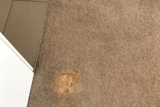 Carpet Cleaning in Hurstbridge